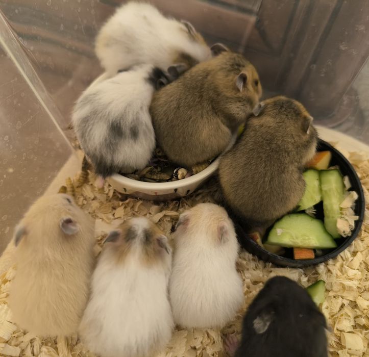 Сирийские хомячки