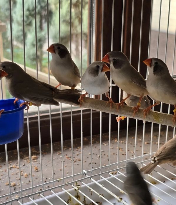 Продам чернощеких Амадинов