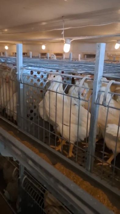 Ломан сенди товуклари сотилади несушка тухум ённалиши фирма давлат тов