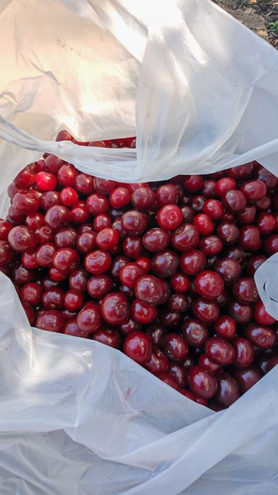 Продам вишню домашнюю