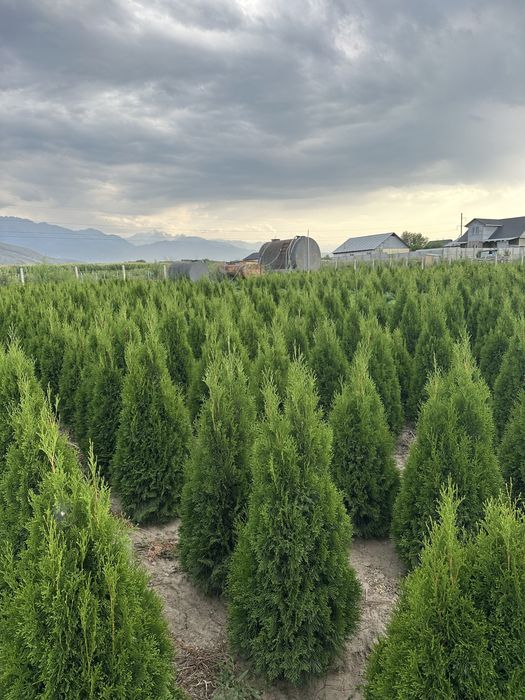 Туя смаракта, голубой можжевельник