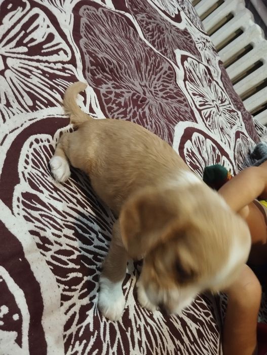 Спаниель спанел продам