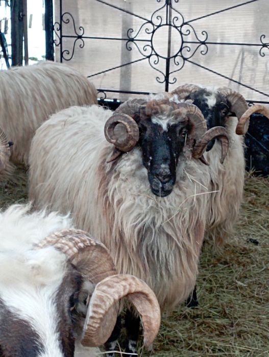 Vând berbec brez mare