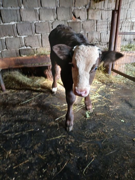 Vând tauras varsta 6 săptămâni