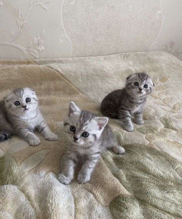 Шотландские Вислоушки