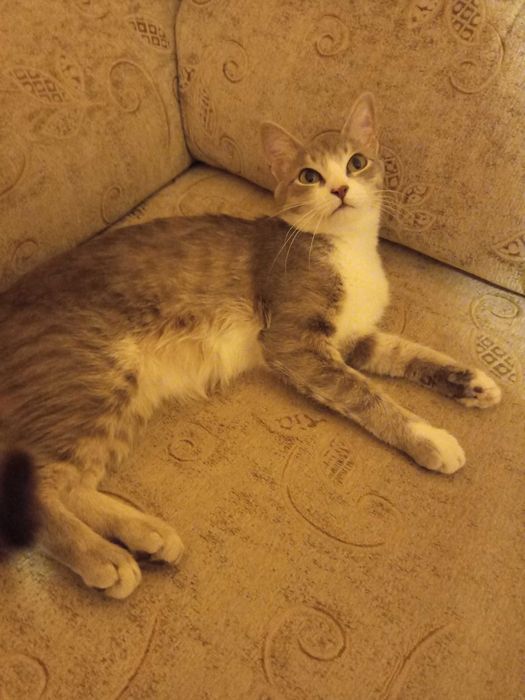 Отдам Кошку срочно