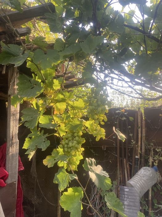 Продам участок 1 сотка