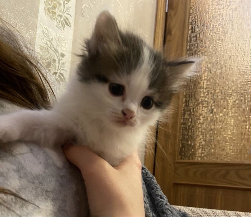 Котенок турецкой ангоры
