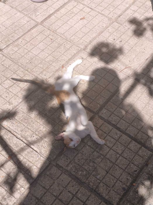 Подарявам коте на 3-4 месеца