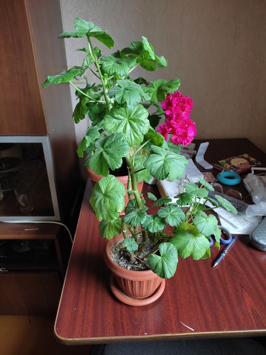 Герань ярко-вешневая