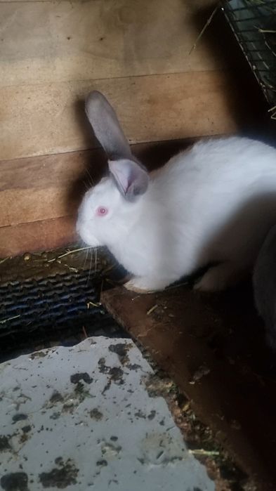 Продам или обменяю кролика