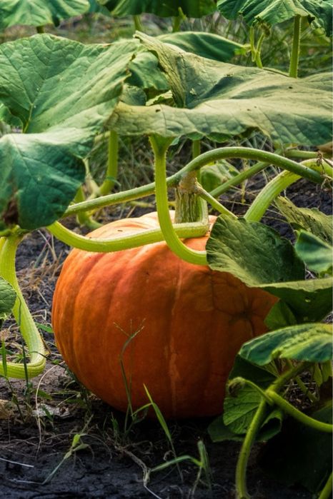 Продам дачную тыкву