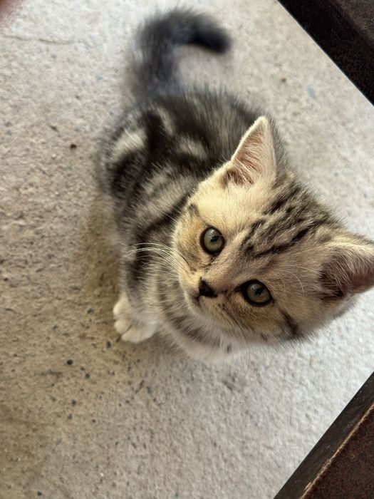Котята скотш фолд