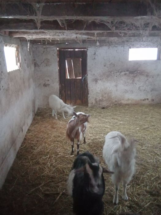 3Capre Și 1Țap 1500