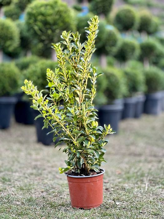 Arbuști Ornamentali pentru Spații Private