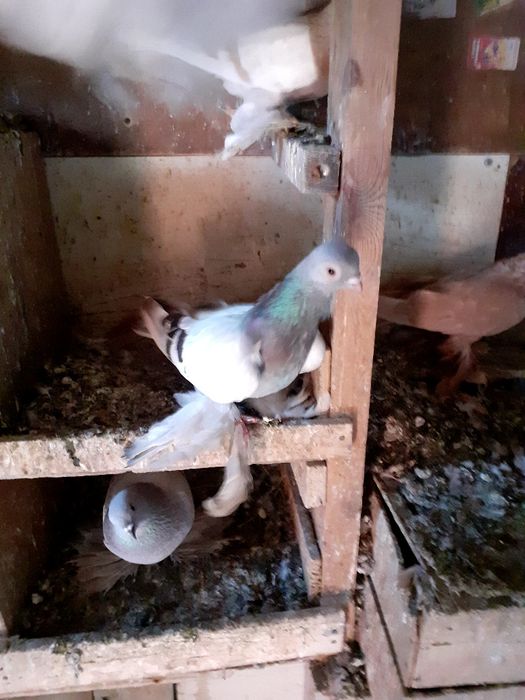 Продам голубя самец