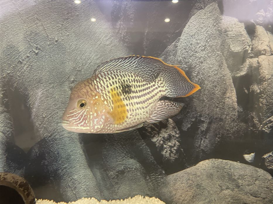 Продам бирюзовую акару