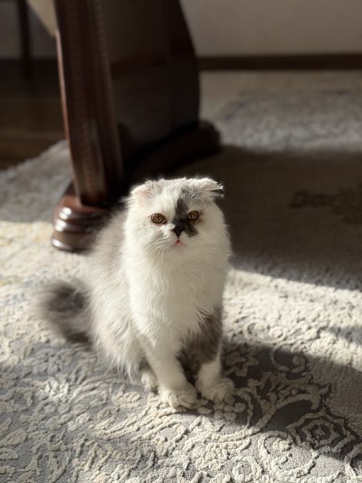 Scottish Fold mushuk sotiladi, продается кошка