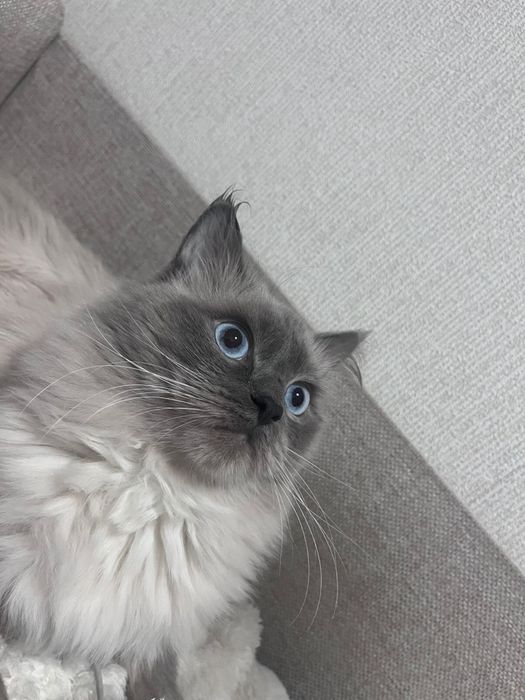 Продается Коотттт