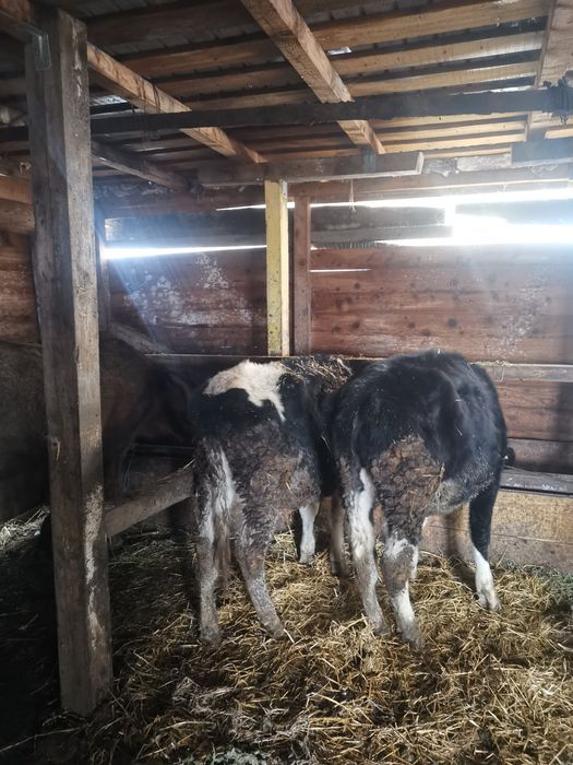 Vand 2 vitele de rasa