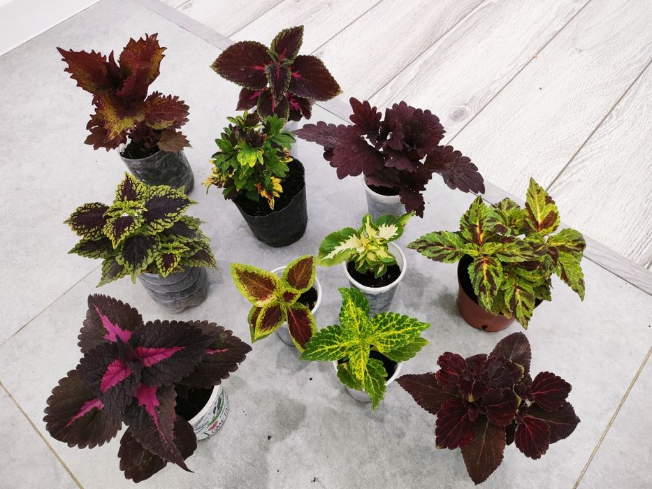 Отростки по 500тг, доставка