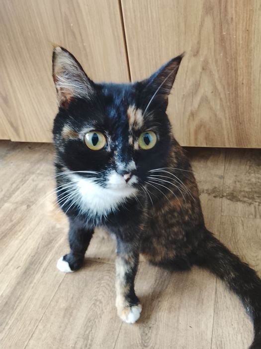 Отдам в добрые руки даром кошек и котят