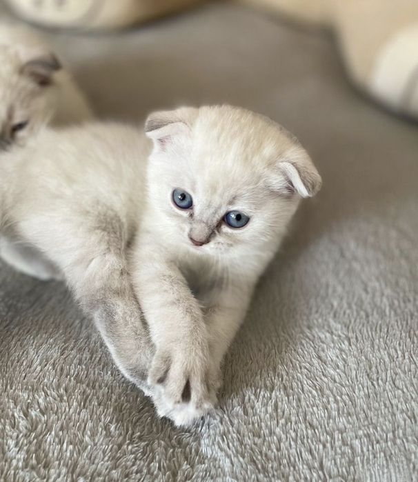 Шотландские Вислоушки Скоттиши