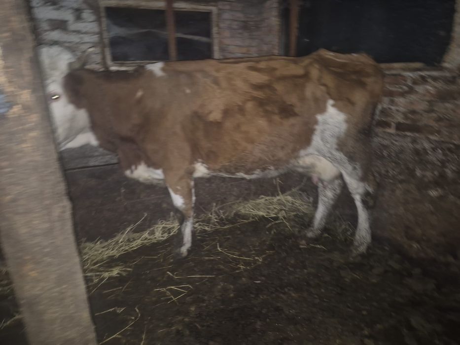 Vând vacă Bălțata Românească