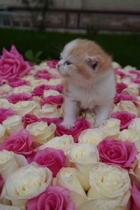 котенок мальчик скотиш страйт