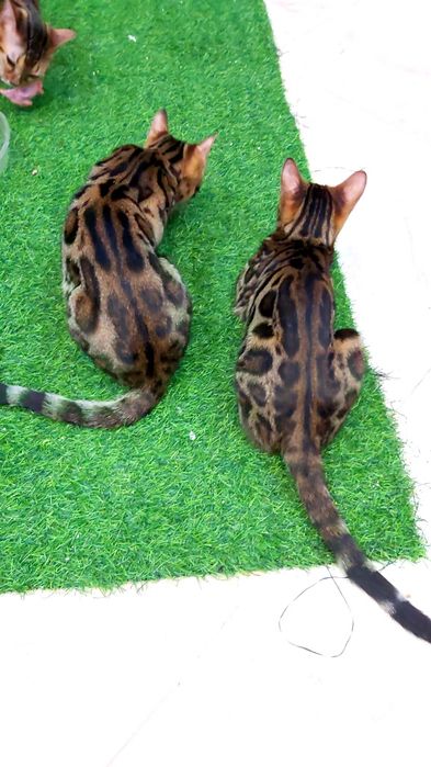 Бенгальские ШИКАРНЫЕ котята.