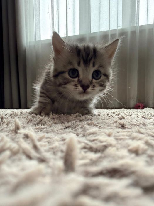 Британский котенок