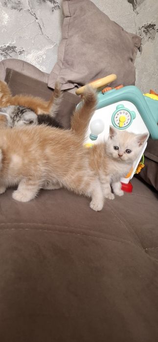 Шикарные шотландские котята