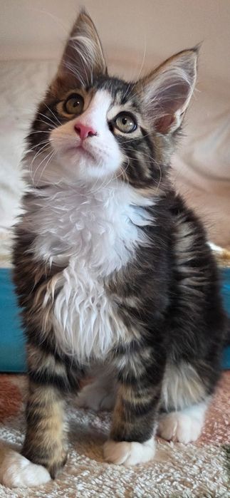 Motanel Maine Coon
