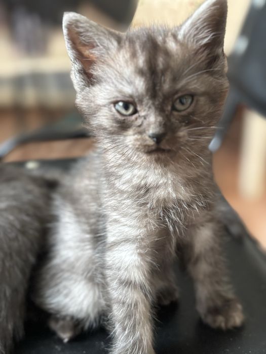 Котята британцы красивые