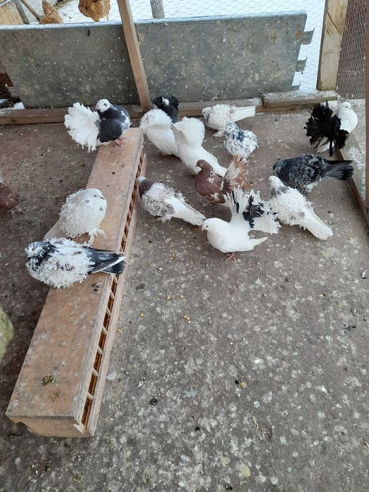Porumbei de vânzare mai multe rase