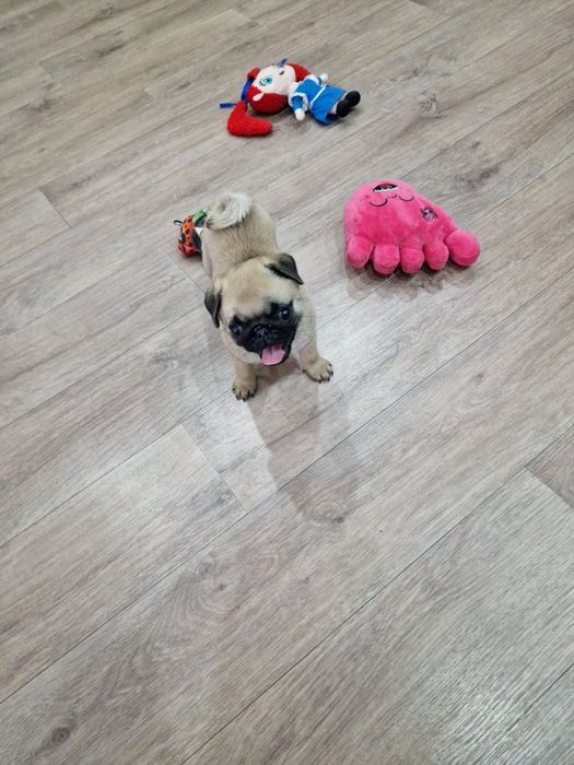 Очаровательные щенки мопса.