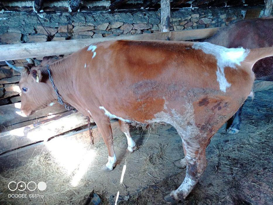 Продам быка и корову