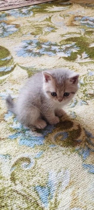 Шиншилла мушук болалри сотилади