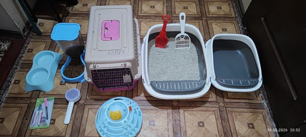 Toza Bengalskiy Qiz Bola Mushuk