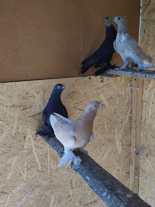 Продаж голубей разные