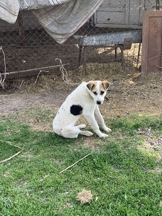 Собачки девочки. В добрые руки