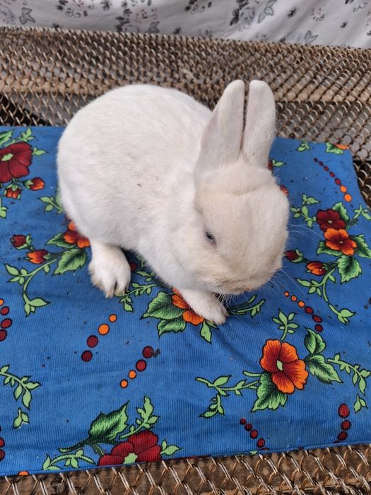 Germelin sames toza zot