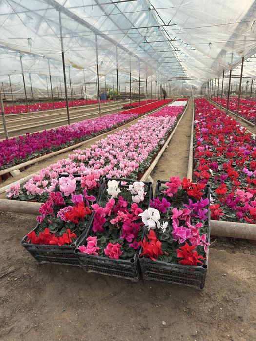 Steklamen Gullar sotuvda