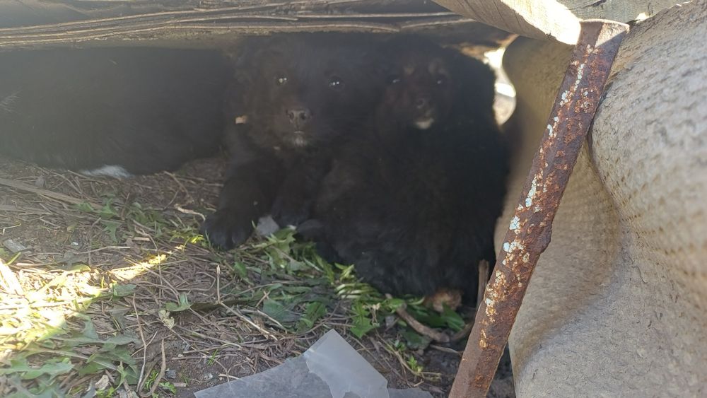 Отдам щенков в хорошие руки