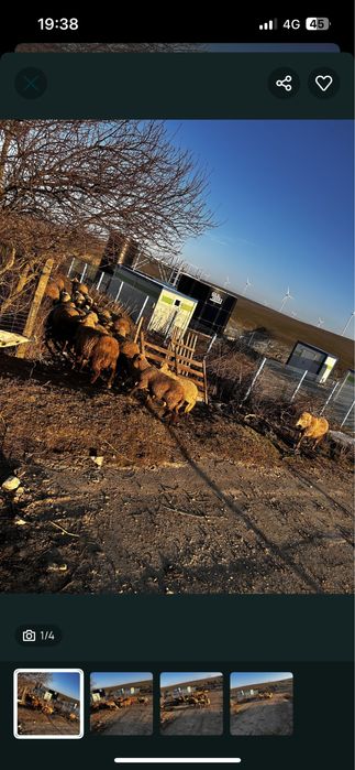 Vand mai multe detali la telefon