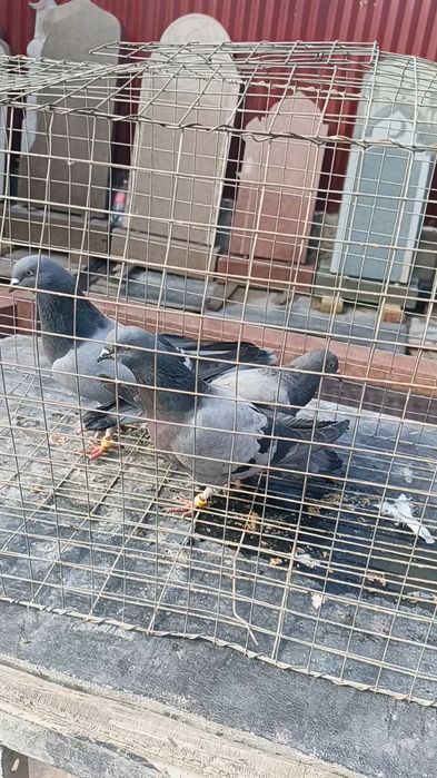 Голуби сизые бакинцы