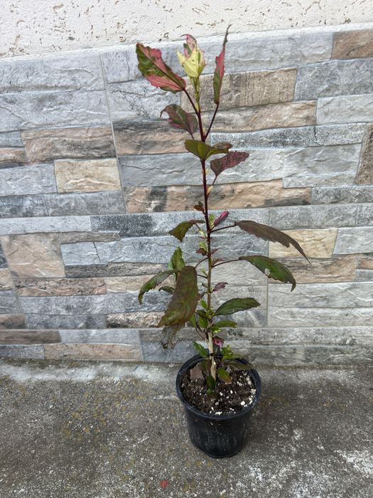 Хибискус (Hibiscus 'Cooperi')