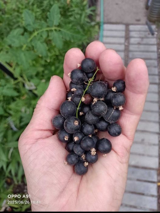 Медуница  садовая