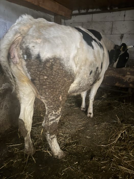 Vand sau schimb vaca gestanta luna 7 a