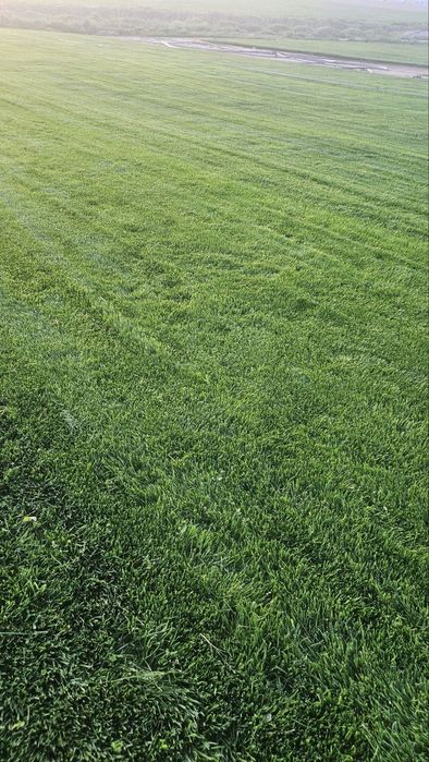 Tirik Rulon Gazon Toshkent - Живой газон цена Ташкент Uzb Gazonlar.Uz